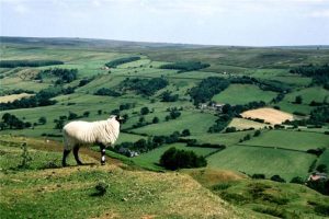 The North York Moors offer scenic rolling hillside