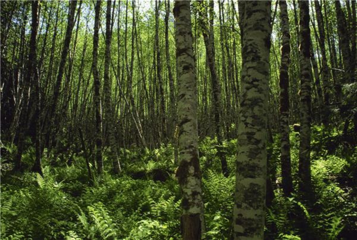 The Friendly Club is encouraging caravanners to explore the UK's woods