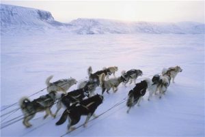 Sledding with huskies is just one of the activities you do in Scotland this half term