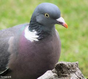 Pigeon remains upset and regretful after his shameful behaviour following encounter with owner's caravan
