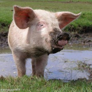 The local council reported that pig slurry was the cause of the smell