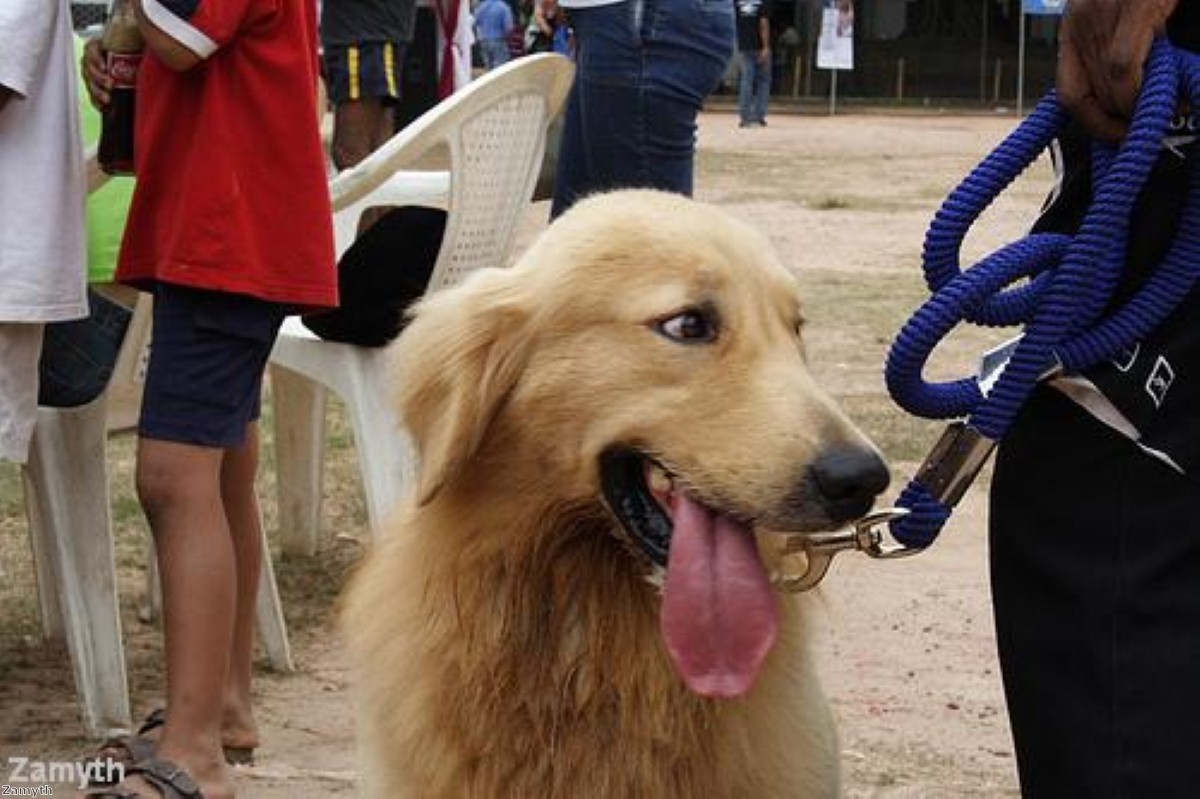 The caravan parks group welcomes dogs at all four of their North Devon sites