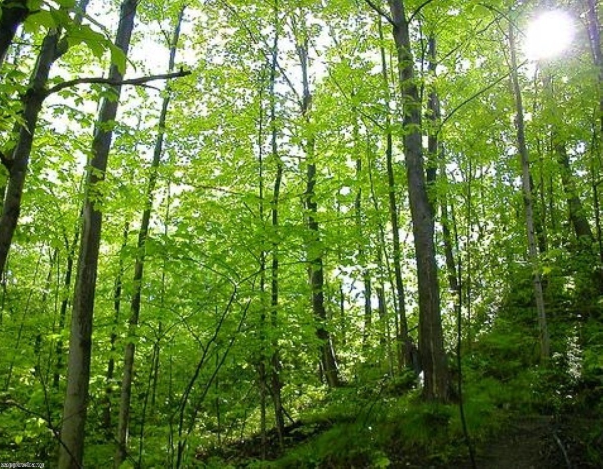 Camping in the Forest is offering 25% off pitches