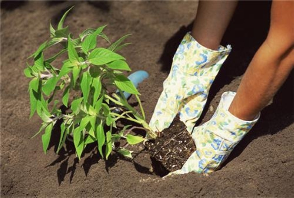 Members have planted new trees to balance out the impact that their vehicles have on the environment.