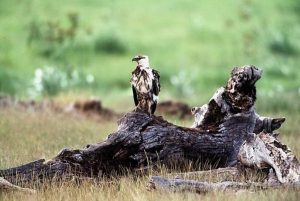 Ospreys are a very rare sight in the UK