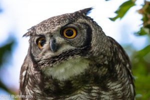 There are many birds to be seen at the York Bird of Prey centre