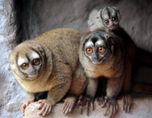 Lemurs were amongst the animals found in the menagerie