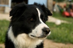 A border collie named Robbie was rescued from the overheated caravan