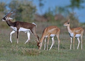 The African Savannah experience will showcase wildlife such as antelope
