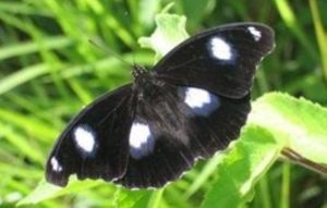 New 'corridors' of connecting woodland is helping the butterflies thrive