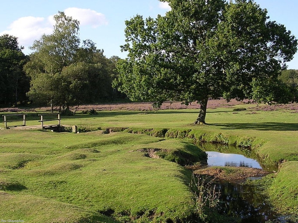 The New Forest is one of Britain's most popular holiday destinations