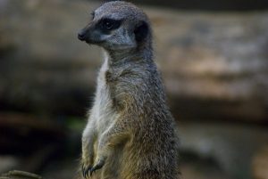 Simples the meerkat was rescued by staff at Exmoor Zoo