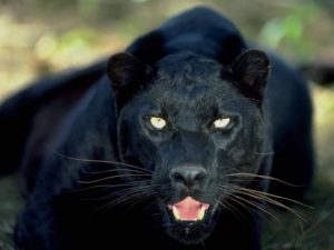 A panther has been spotted in the area of Dornoch Caravan Park