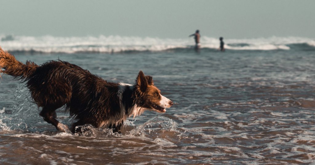 Dog paddling in the sea