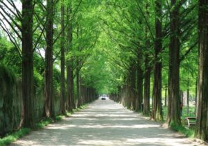 Road lined with green trees