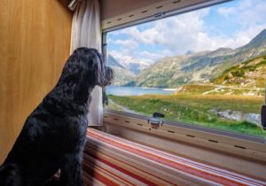 View from a caravan with dog sitting in window