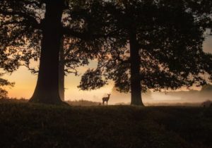 deer in forest