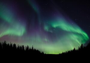Trees silhouetted against the Northern Lights
