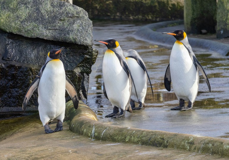The Penguin Parade at Edinburgh Zoo