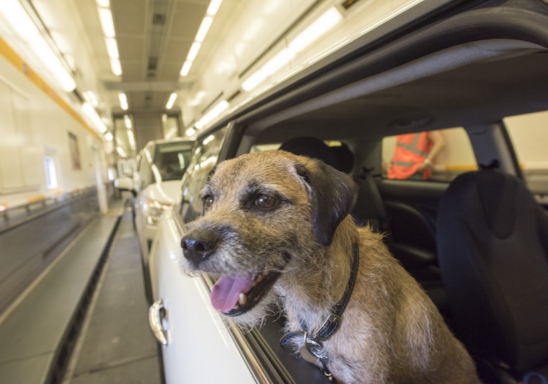 A dog sticking its head out of a vehicle window in the Channel Tunnel
