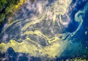 Green blue algae